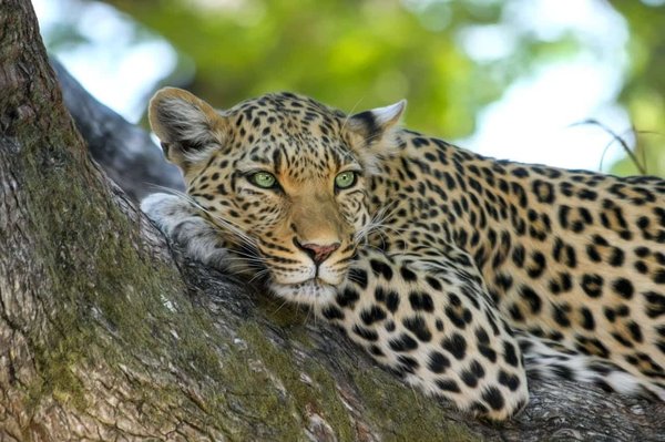 Quelles sont les meilleures pratiques pour l'observation de la faune dans le parc national de Kruger, Afrique du Sud ?