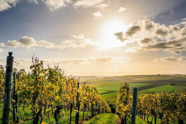 Est-il possible de trouver des locations dans des vignobles offrant des initiations à la vinification ?